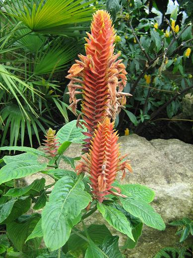 Aphelandra flava 