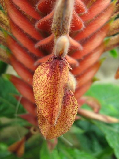 Aphelandra flava 