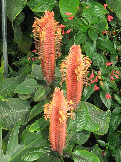 Aphelandra scabra 