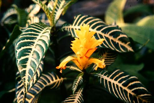 Aphelandra squarrosa 