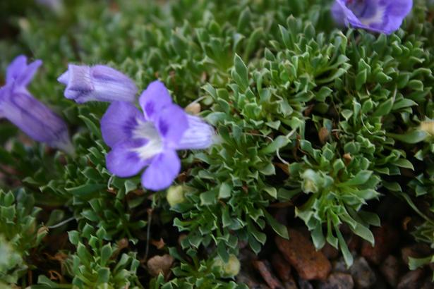 Aptosimum procumbens 