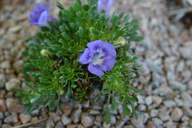 Aptosimum procumbens 