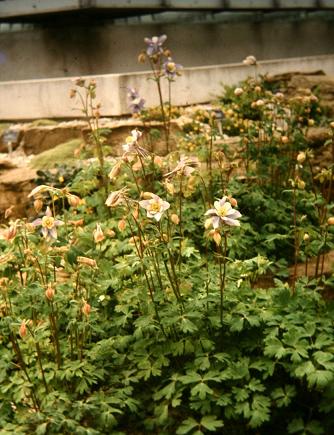 Aquilegia caerulea 