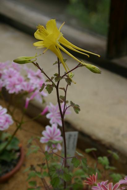 Aquilegia chyrsantha 