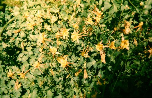 Aquilegia chyrsantha 