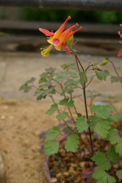 Aquilegia desertorum 