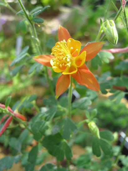 Aquilegia desertorum 