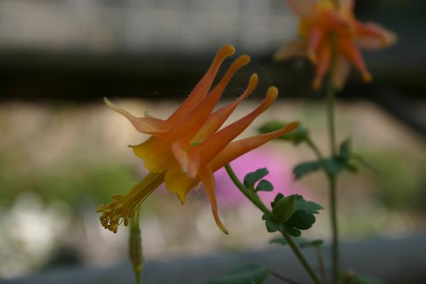 Aquilegia desertorum 