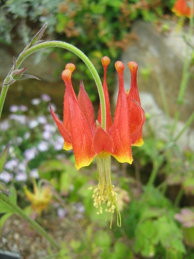 Aquilegia eximia 