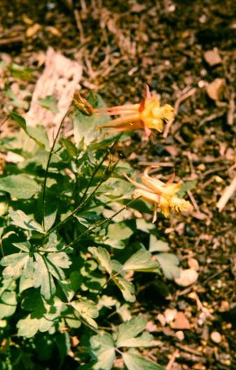 Aquilegia formosa truncata 