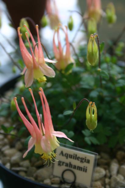 Aquilegia grahamii 