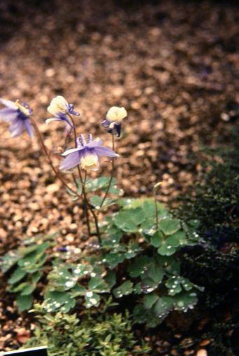 Aquilegia japonica 'Kondoi Form' 