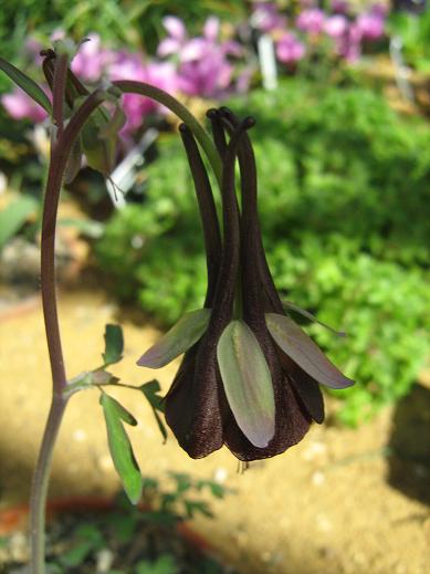 Aquilegia viridiflora 