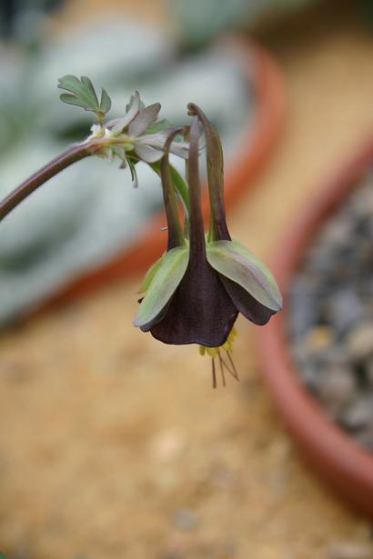 Aquilegia viridiflora 