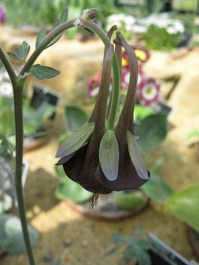 Aquilegia viridiflora 