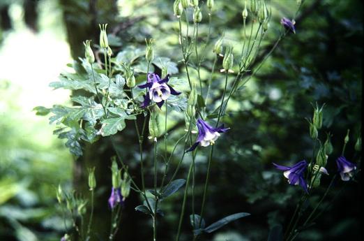 Aquilegia vulgaris 