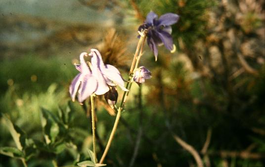 Aquilegia vulgaris 