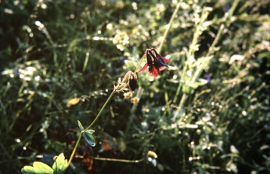 Aquilegia vulgaris 