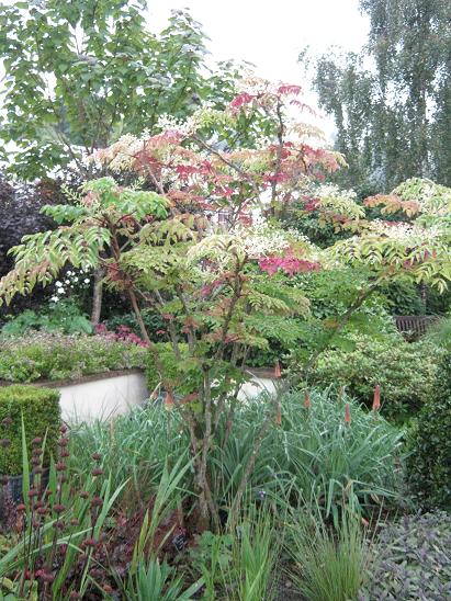 Aralia elata 