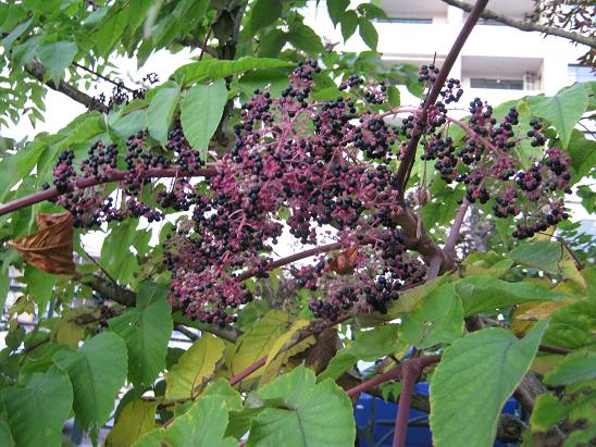 Aralia elata 