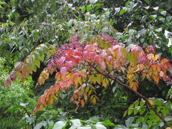 Aralia elata 