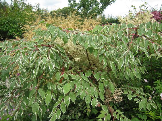 Aralia elata 'Variegata' 