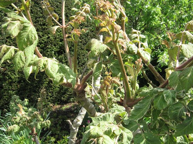 Aralia elata 'Variegata' 