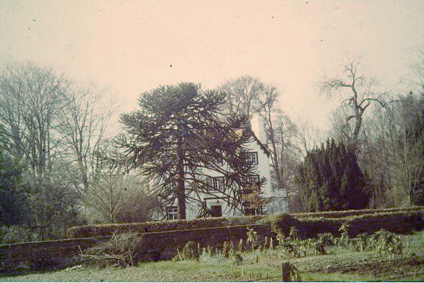 Araucaria araucana 
