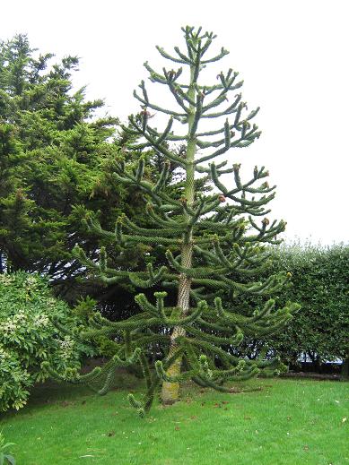 Araucaria araucana 