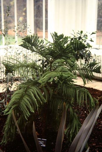 Araucaria cookii 