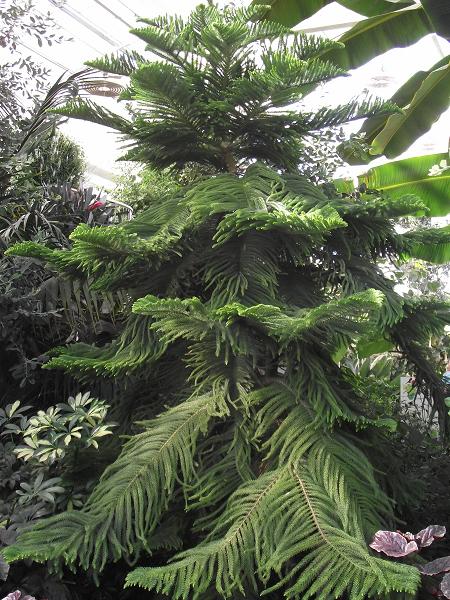 Araucaria heterophylla 