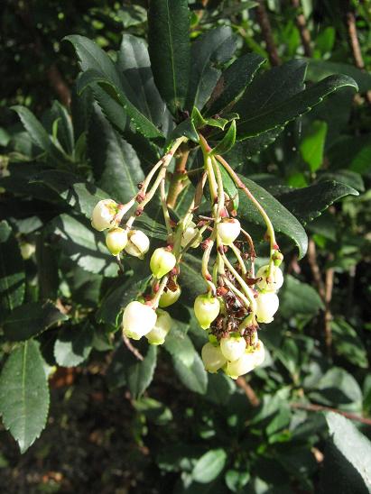 Arbutus unedo 