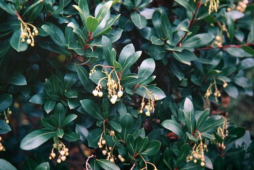Arbutus unedo 
