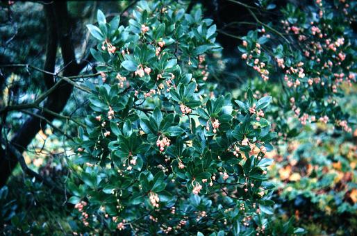 Arbutus unedo 