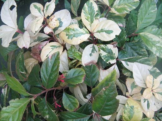 Ardisia japonica 'Miyonishiki' 