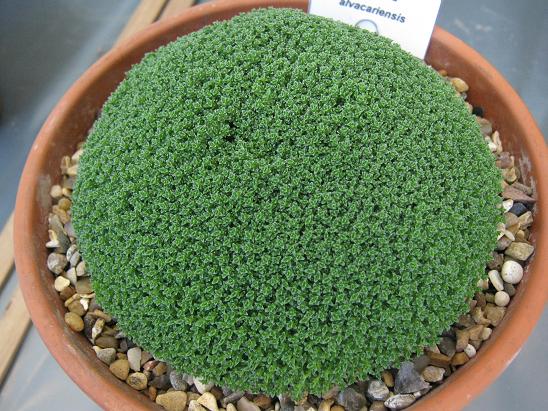  Arenaria alfacarensis
