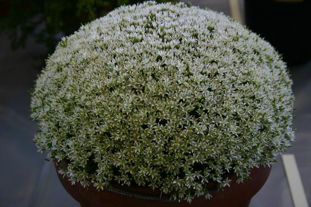 Arenaria hookeri desertorum 