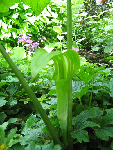 Arisaema amurense 