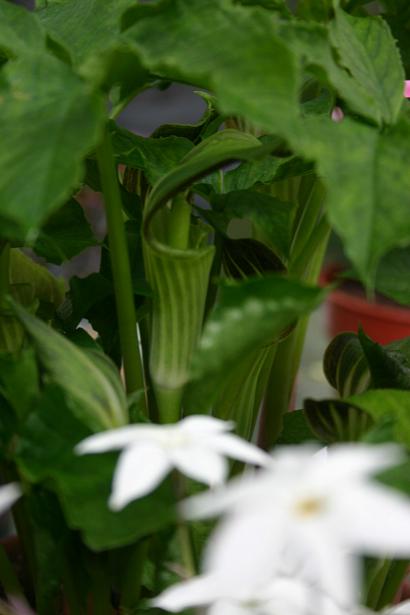 Arisaema amurense 