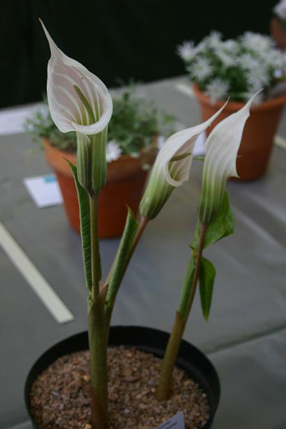 Arisaema candidissimum 