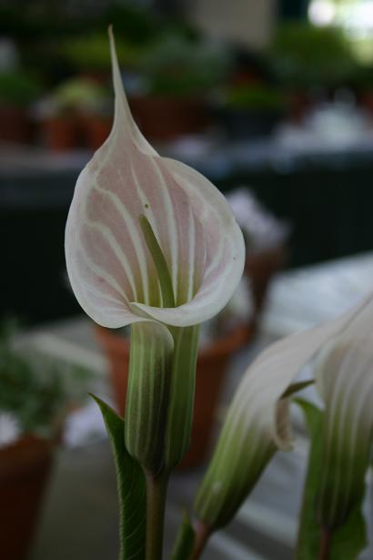 Arisaema candidissimum 