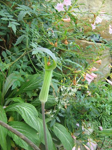 Arisaema consanguineum 