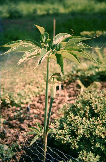 Arisaema consanguineum 