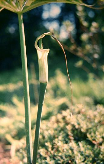 Arisaema consanguineum 