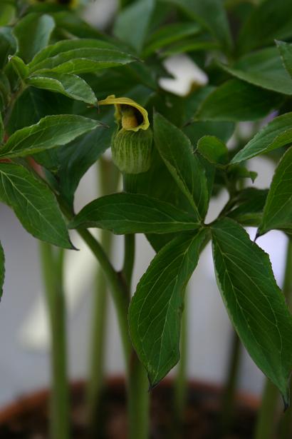 Arisaema flavum 