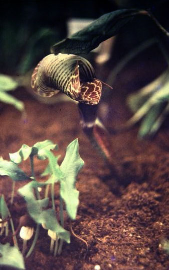 Arisaema griffithii 