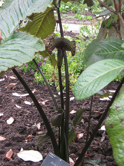 Arisaema griffithii 