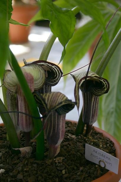 Arisaema kiushianum 