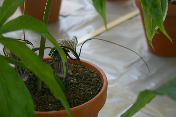 Arisaema kiushianum 