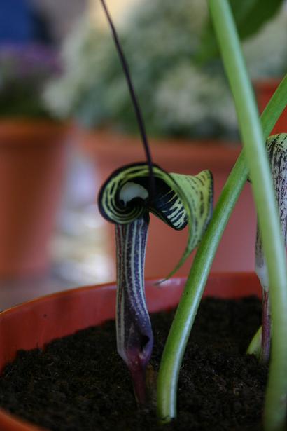 Arisaema kiushianum 